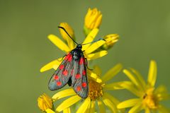 Hufeisenklee-Widderchen (Zygaena transalpina ssp. Hippocrepides) - größer