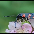 Hufeisenklee-Witterchen...