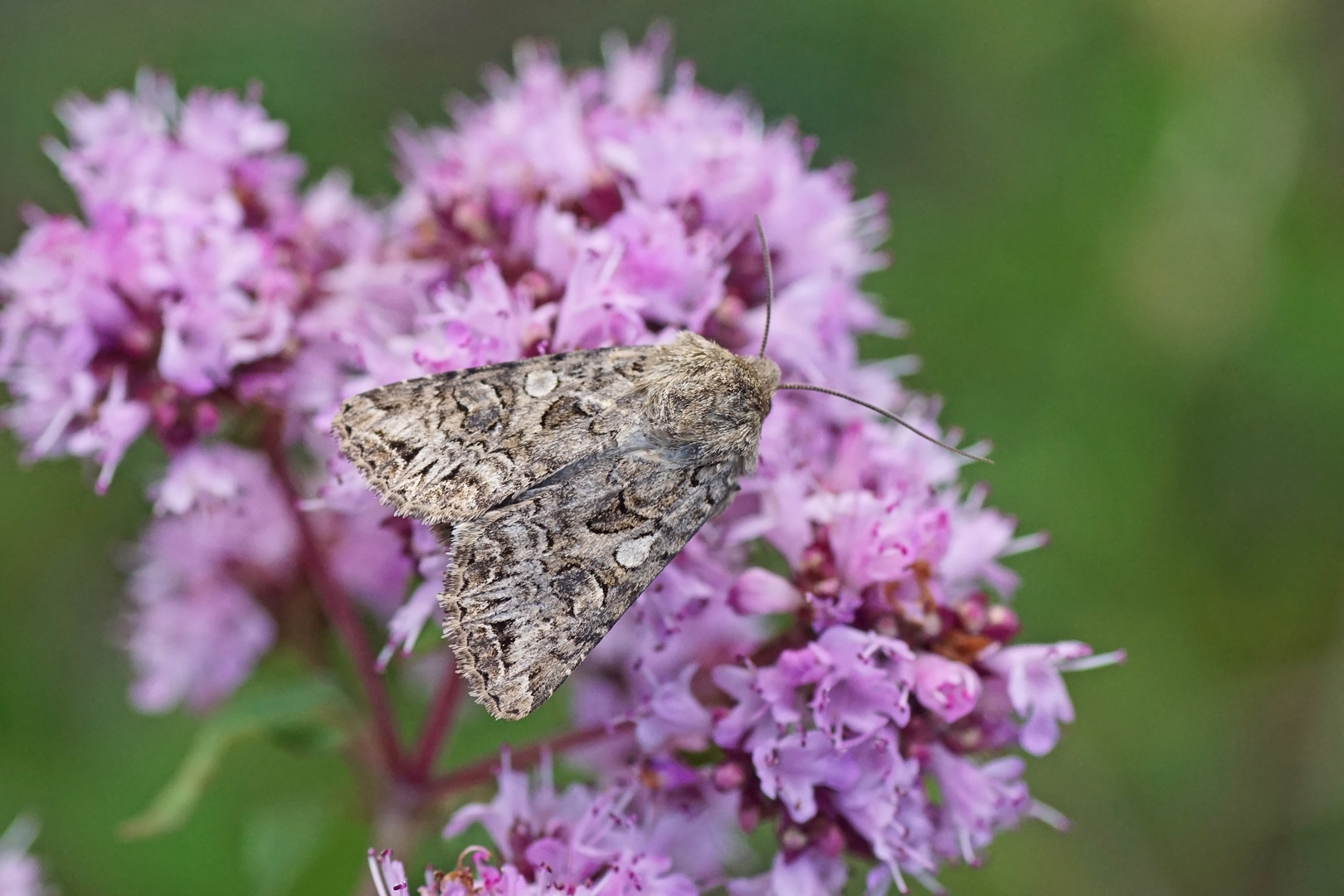 Hufeisenkleeeule (Anarta odontites)