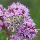 Hufeisenkleeeule (Anarta odontites)