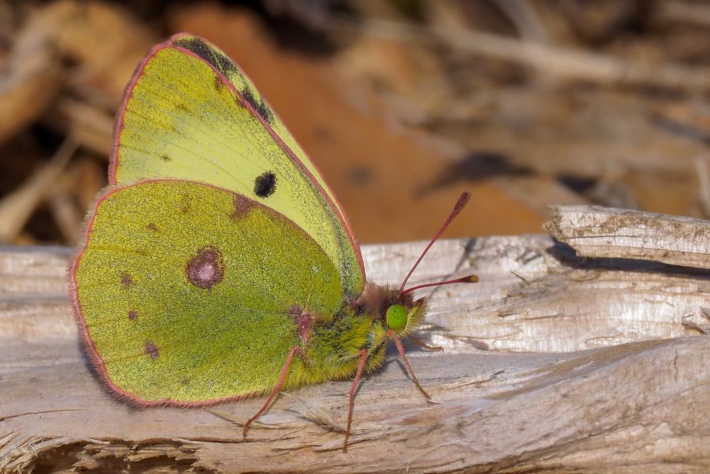 Hufeisenkleegelbling (Colias alfacariensis)