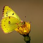 Hufeisenkleegelbling oder Goldene Acht