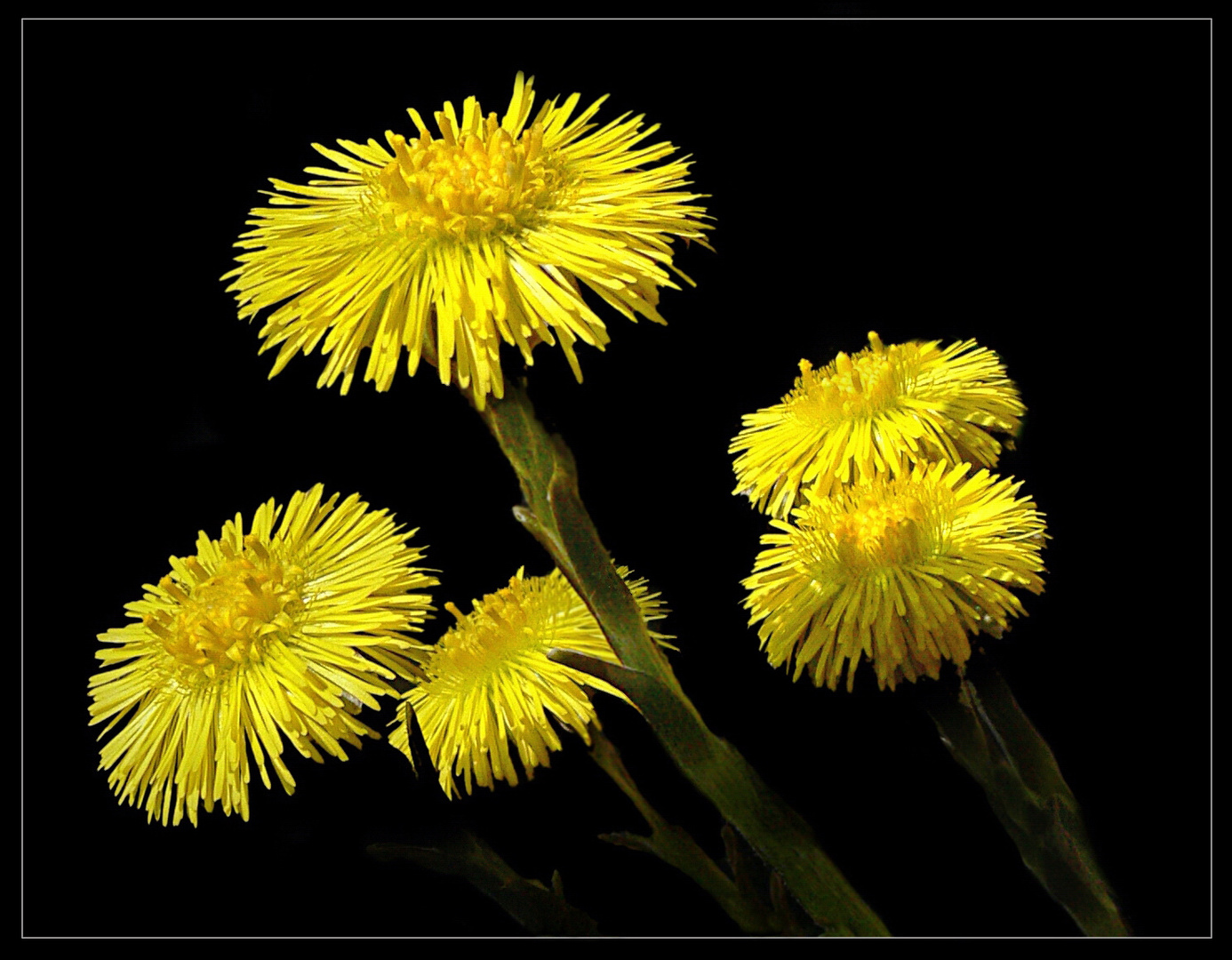 Hufflattichblüten - Tussilago farfara