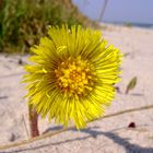 Huflattich am Strand -1-