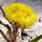 Huflattich am Strand -2-