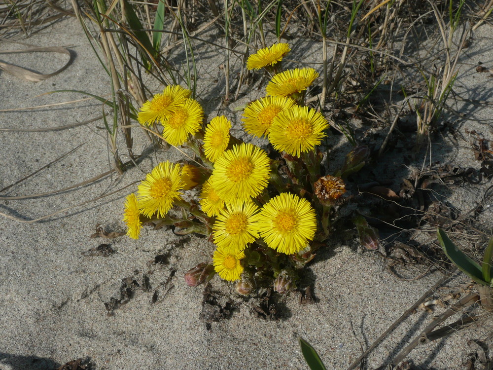 Huflattich am Strand