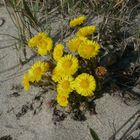 Huflattich am Strand