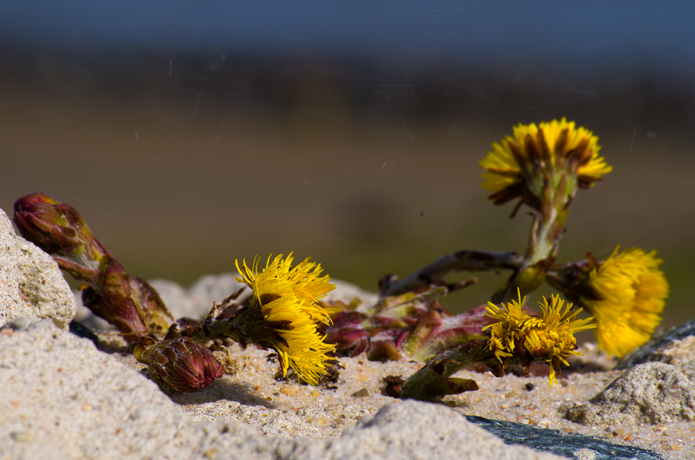 Huflattich an der Kugelbake Cuxhaven