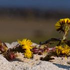 Huflattich an der Kugelbake Cuxhaven