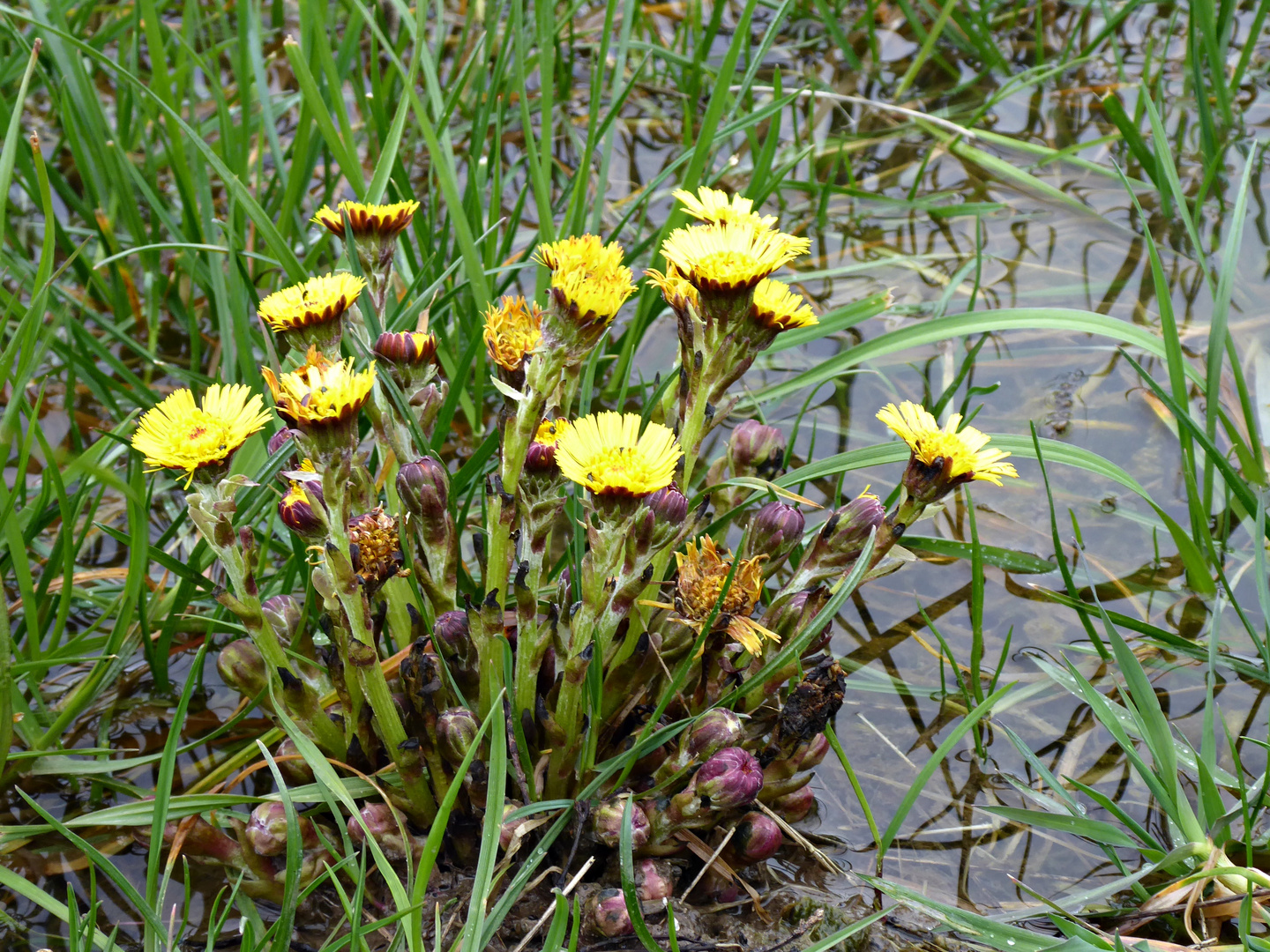 Huflattich auf der Wiese