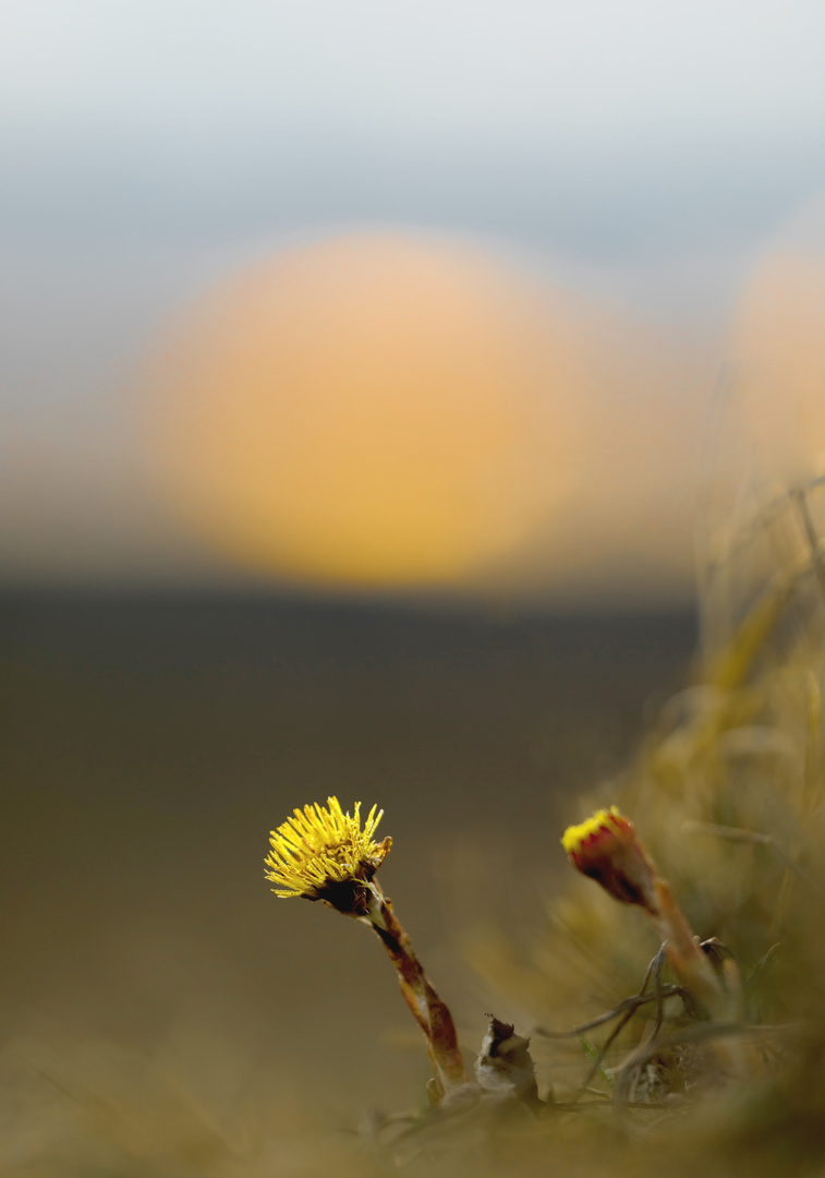 Huflattich bei Sonnenuntergang