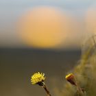 Huflattich bei Sonnenuntergang