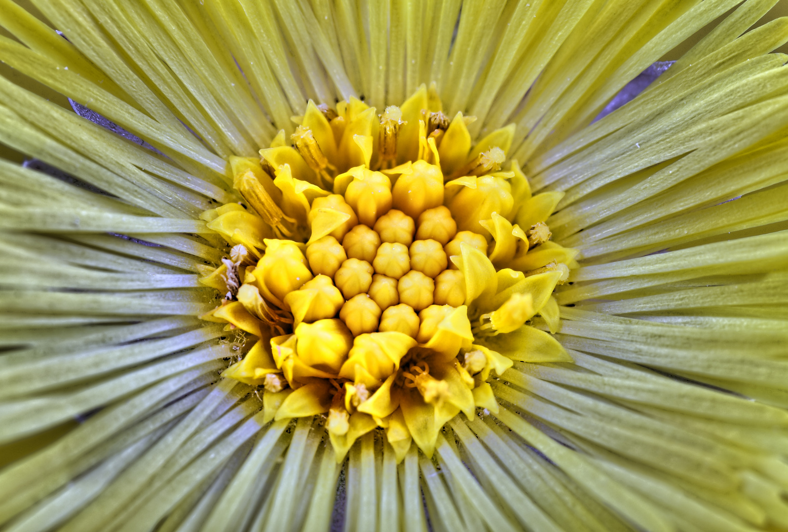 Huflattich Blüte