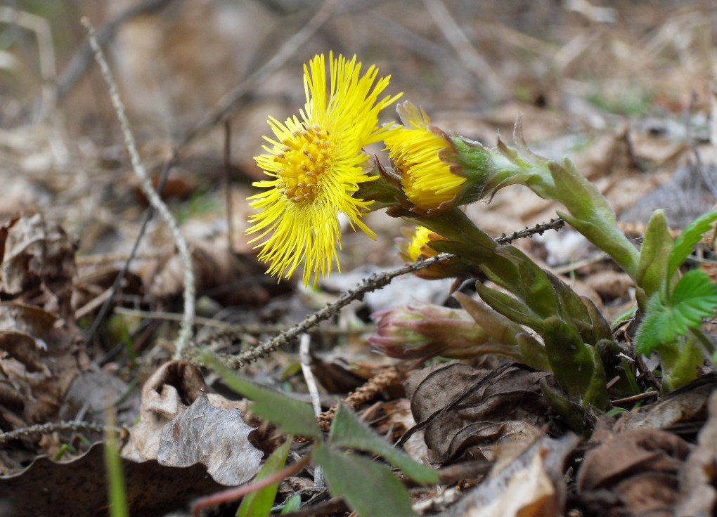 Huflattich-Blüten