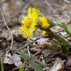 Huflattich-Blüten