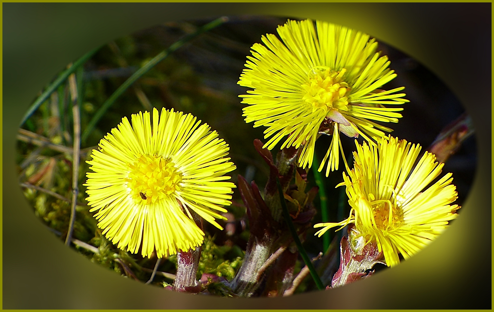 Huflattich-Blüten.