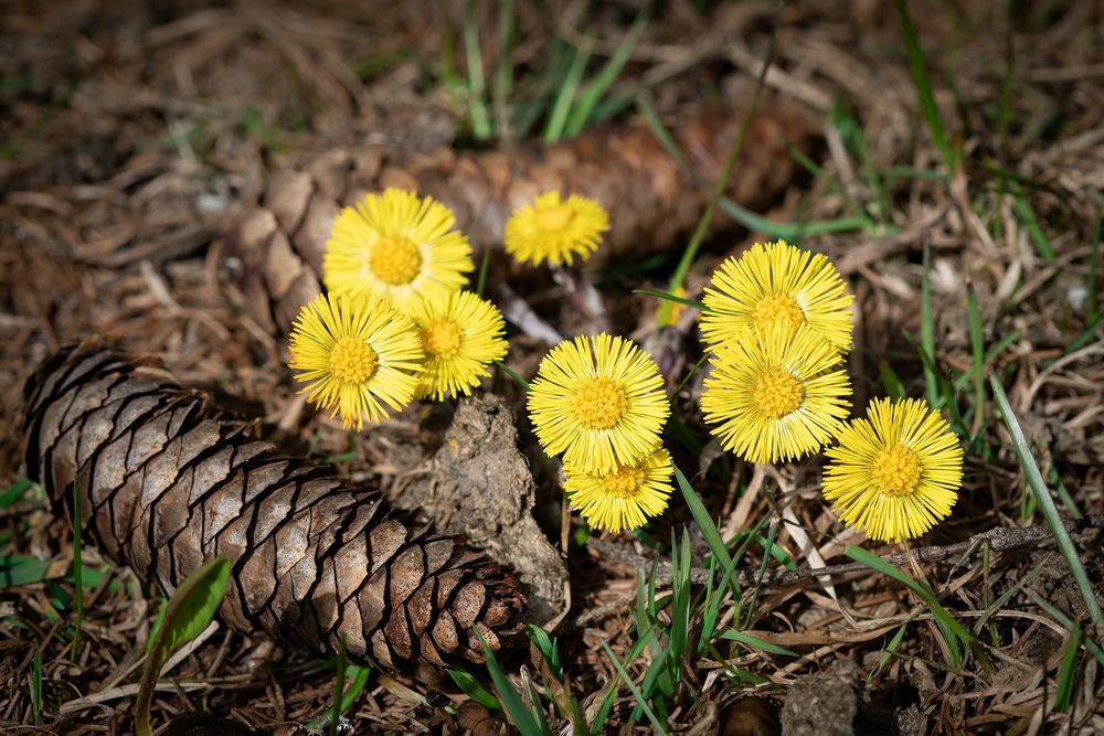 ~ Huflattich - Die Sonnenblume des kleinen Mannes ~