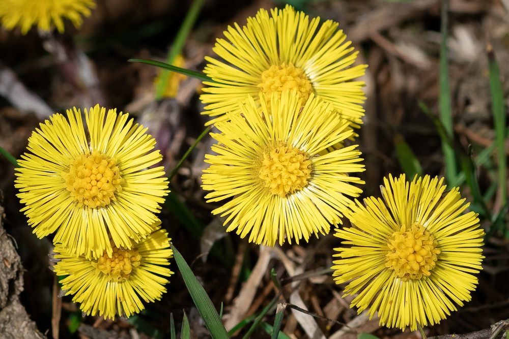 ~ Huflattich - Die Sonnenblume des kleinen Mannes II ~