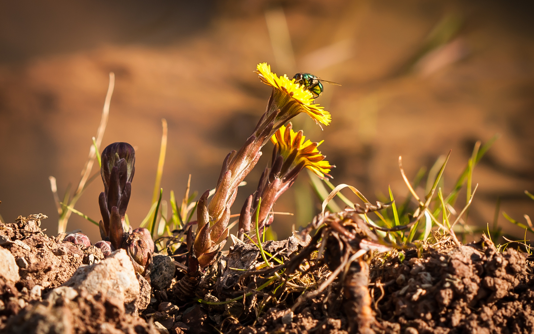 Huflattich, eine der ersten Pflanzen im beginnenden Frühling