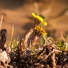 Huflattich, eine der ersten Pflanzen im beginnenden Frühling