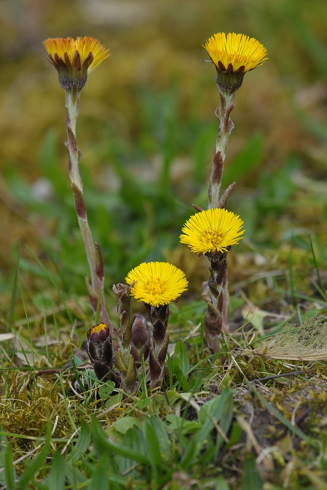 Huflattich: Einer der ersten Frühlingsblüher