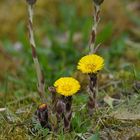 Huflattich: Einer der ersten Frühlingsblüher