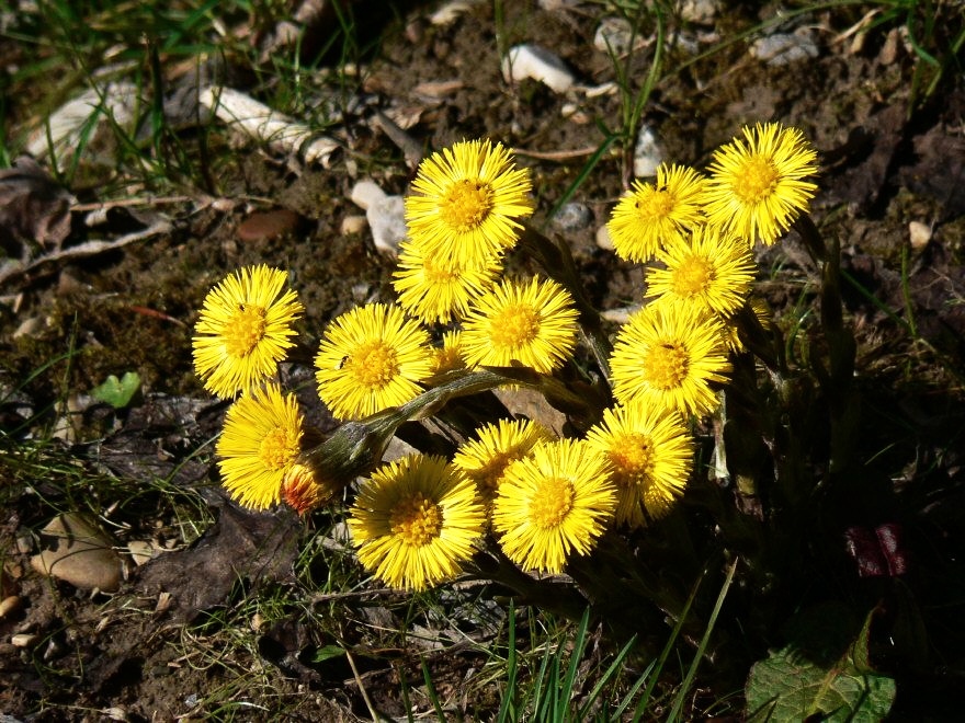 Huflattich von HCH - Stadtfotograf