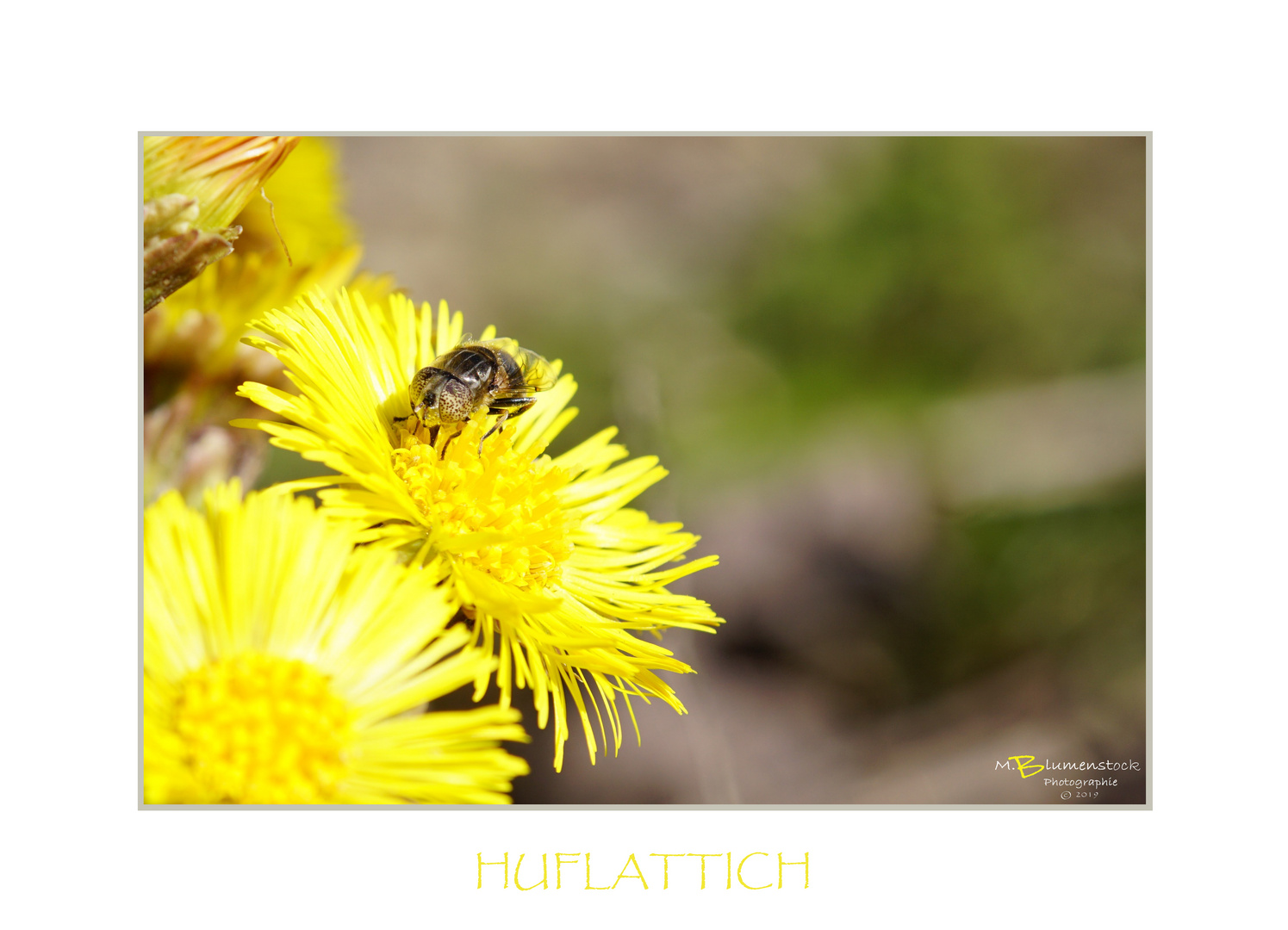Huflattich Fly