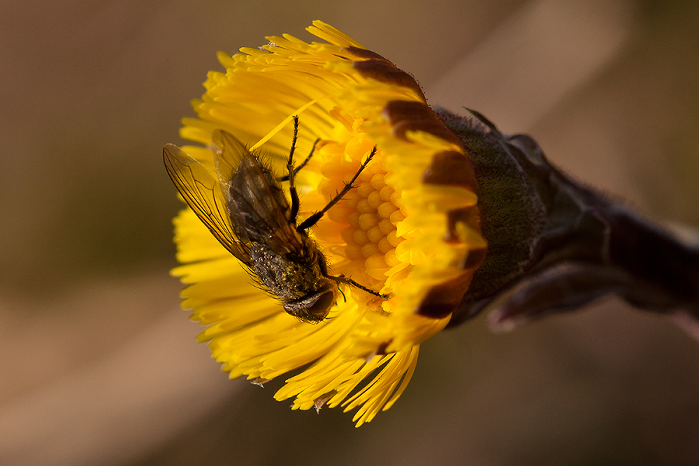 Huflattich hat Besuch