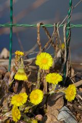 Huflattich hinter (vor) Gittern