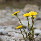 Huflattich im Kiesbett