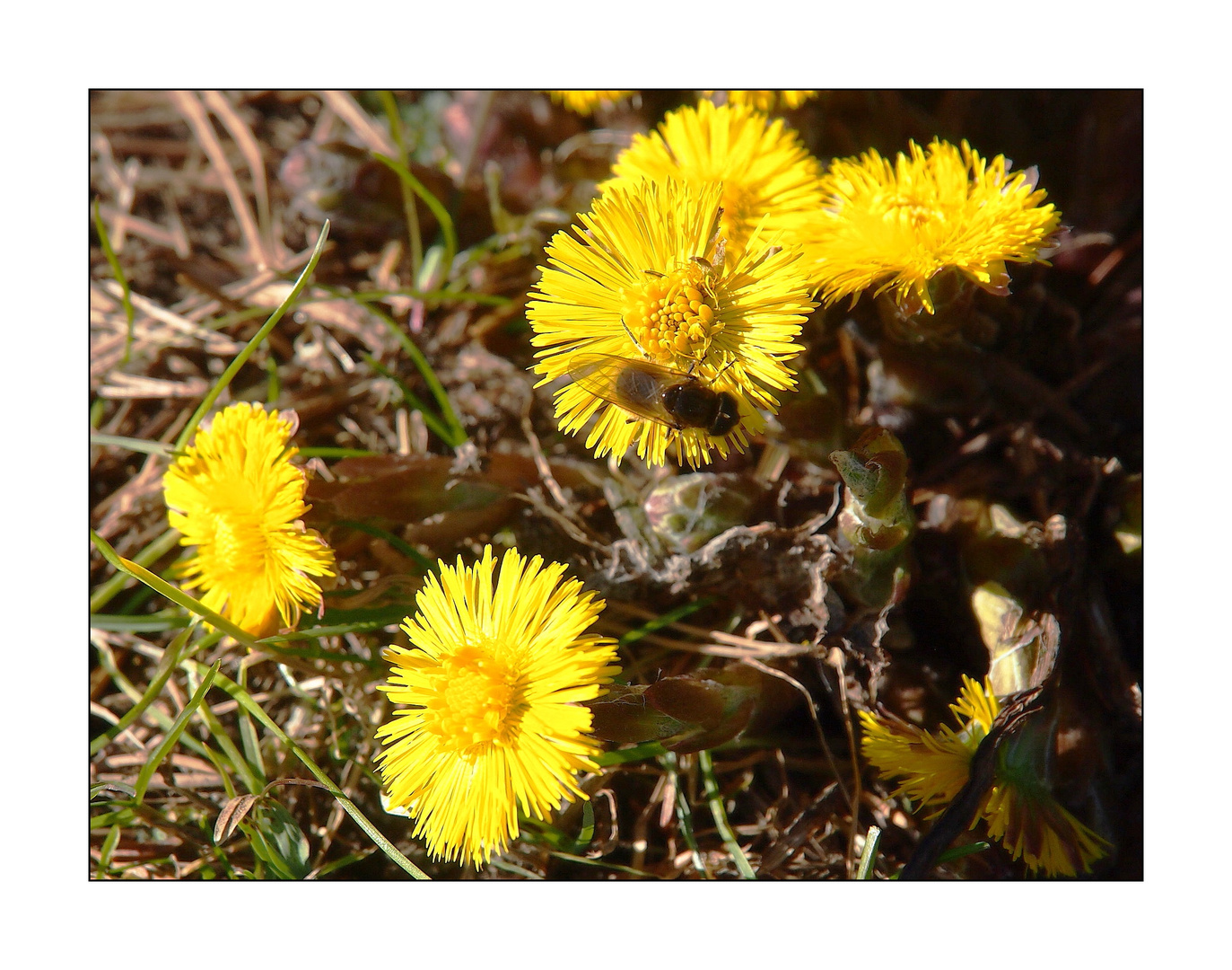 Huflattich mit Besucherin