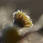 Huflattich mit Frost (Tussilago farfara)