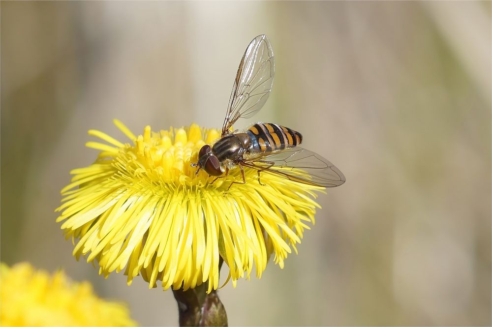 Huflattich mit Schwebefliege