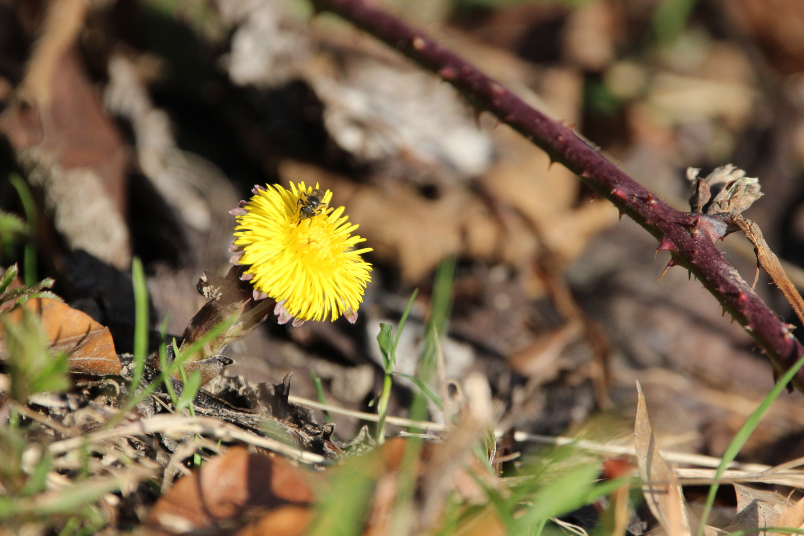 Huflattich mit Wildbiene. Endlich Frühling.