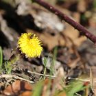 Huflattich mit Wildbiene. Endlich Frühling.