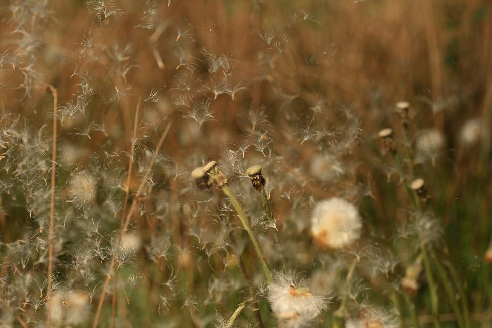 Huflattich nach der Blüte