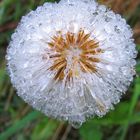 Huflattich Pusteblume mit kondensiertem Morgennebel