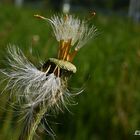 Huflattich Pusteblume mit Krönchen