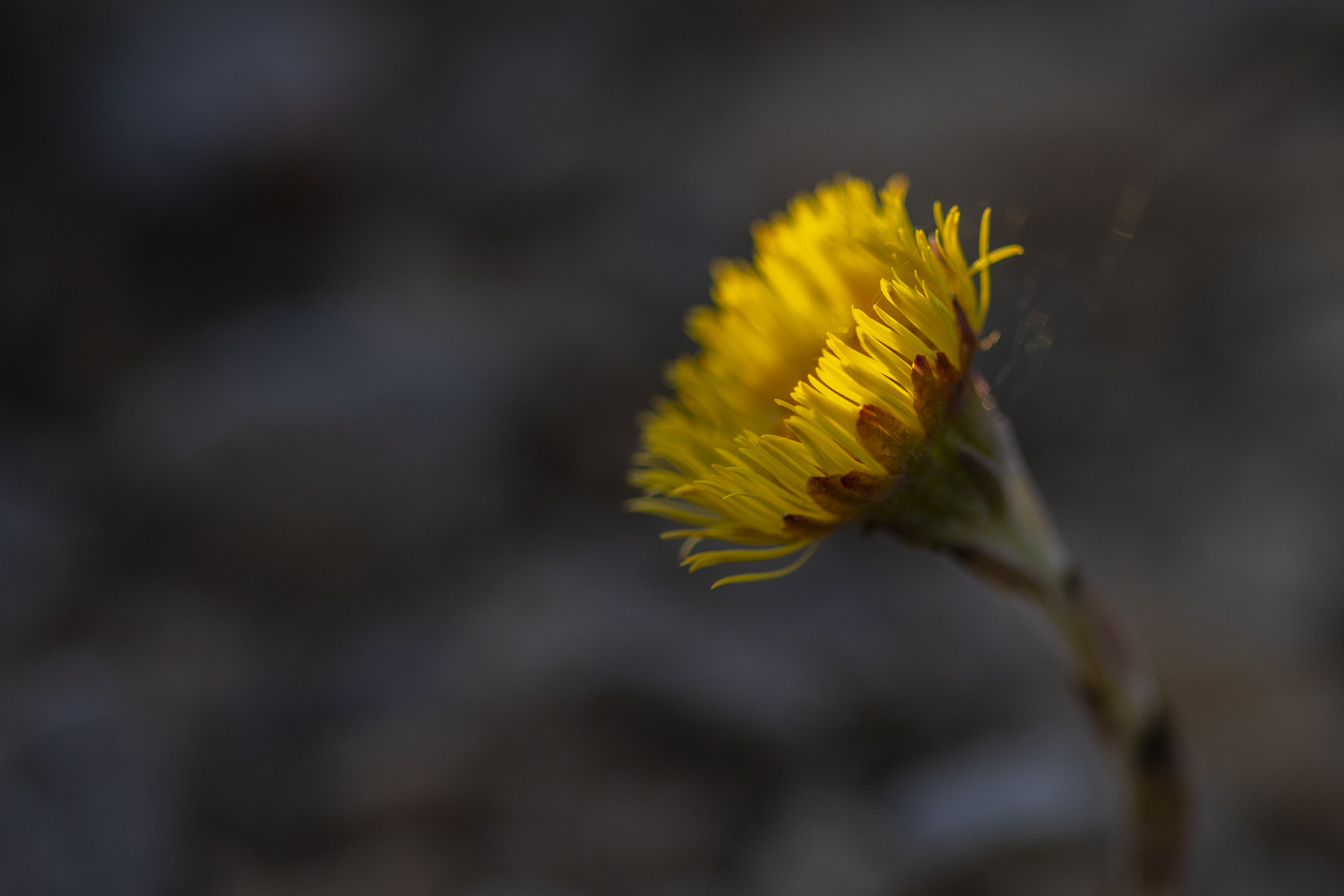 Huflattich (Tussilago farfara) 