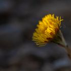 Huflattich (Tussilago farfara) 