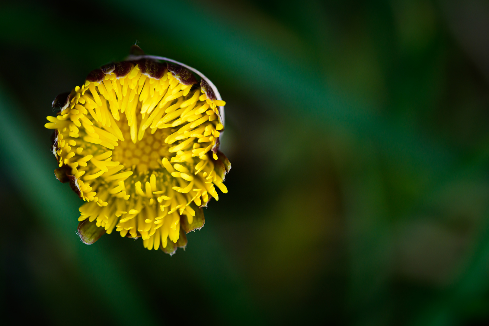 Huflattich (Tussilago farfara) 