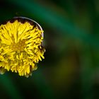 Huflattich (Tussilago farfara) 