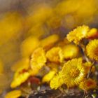 Huflattich (Tussilago farfara) 