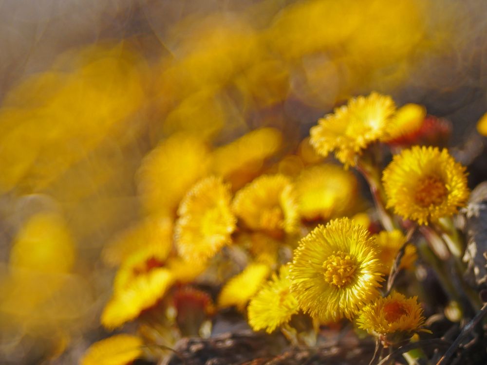 Huflattich (Tussilago farfara) 