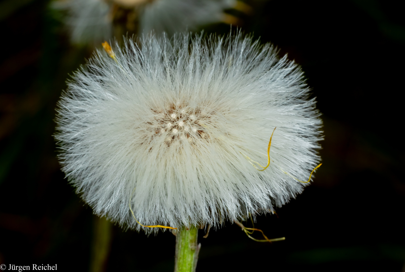 Huflattich ( Tussilago farfara )