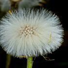 Huflattich ( Tussilago farfara )