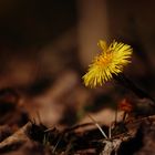 Huflattich (Tussilago farfara)