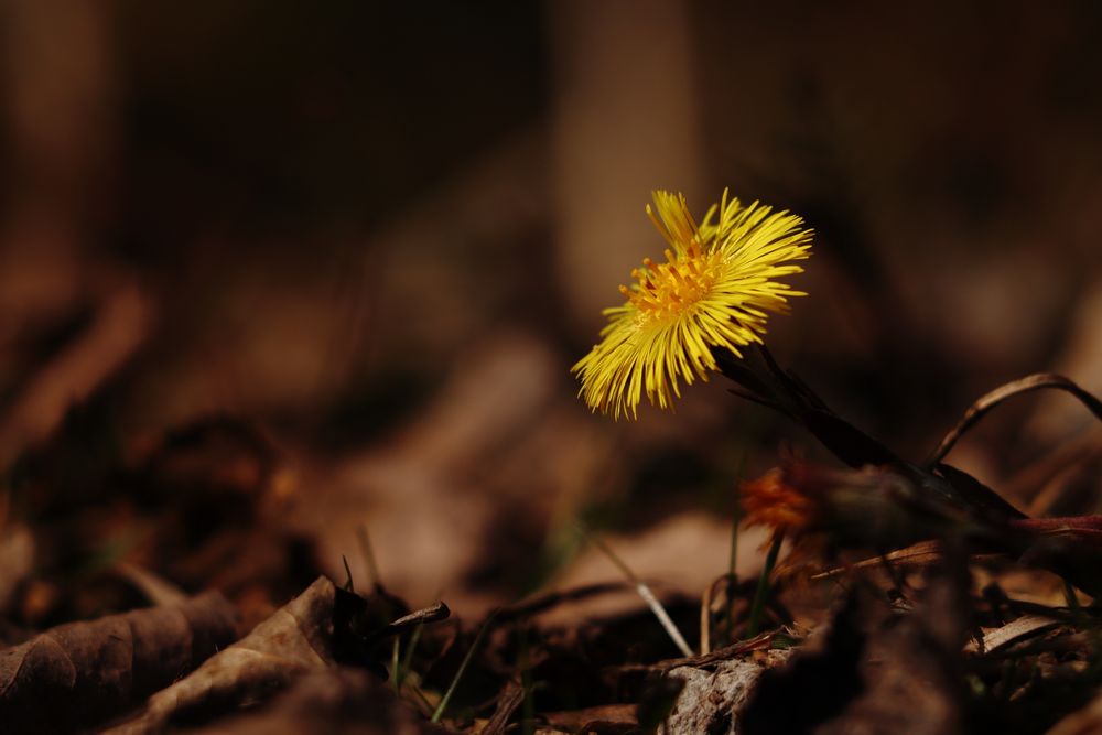 Huflattich (Tussilago farfara)