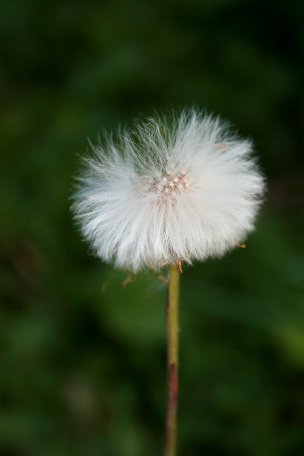 Huflattich (Tussilago farfara)